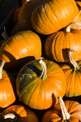 Fall and Halloween things to do around charlotte realtor cassie cunningham